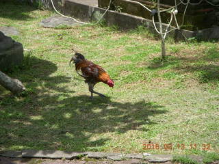 Indonesia - Bali - lunch with hilltop view - bird