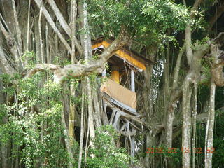Indonesia - Bali - Temple at Bangli - treehouse in giant banyon tree