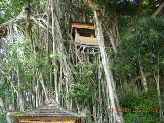 Indonesia - Bali - Temple at Bangli - treehouse in giant banyon tree