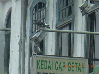 Malaysia - Kuala Lumpur - drive back from hike - birds on a sign