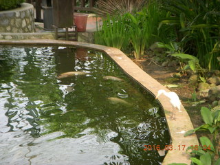Malaysia - Kuala Lumpur - KL Bird Park fish in pond
