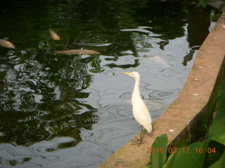 Malaysia - Kuala Lumpur - KL Bird Park - fish in pond