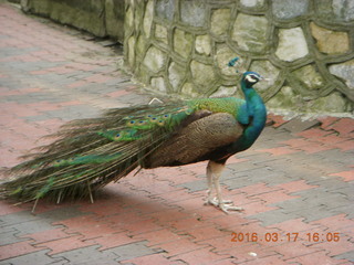 Malaysia - Kuala Lumpur - KL Bird Park - peacock +++