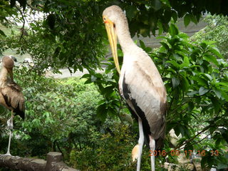 Malaysia - Kuala Lumpur - KL Bird Park - pelican