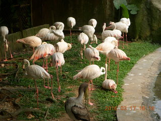 Malaysia - Kuala Lumpur - KL Bird Park - flamingoes