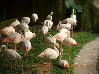 Malaysia - Kuala Lumpur - KL Bird Park - flamingoes +++