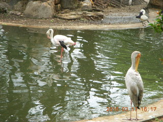 Malaysia - Kuala Lumpur - KL Bird Park - flamingo
