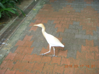 Malaysia - Kuala Lumpur - KL Bird Park