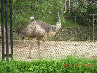 Malaysia - Kuala Lumpur - KL Bird Park - emu