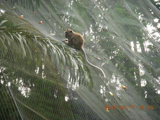 Malaysia - Kuala Lumpur - KL Bird Park - monkey