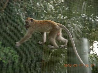 Malaysia - Kuala Lumpur - KL Bird Park - monkey +++
