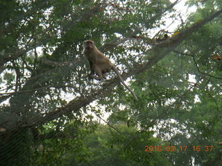 Malaysia - Kuala Lumpur - KL Bird Park - monkey