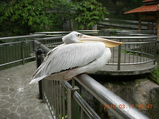 Malaysia - Kuala Lumpur - KL Bird Park - pelican +++