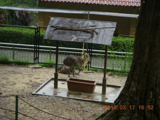 Malaysia - Kuala Lumpur - KL Bird Park - emus