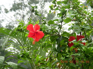 Malaysia - Kuala Lumpur - KL Bird Park - flowers