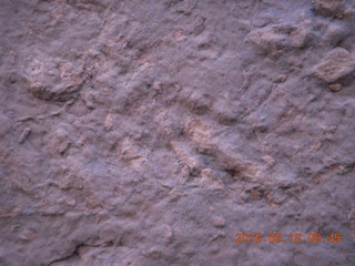 13 9cj. Zeb's dinosaur tour - footprint