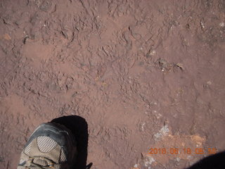 Zeb's dinosaur tour - footprint