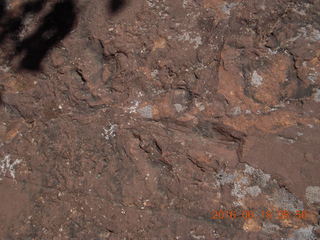 Zeb's dinosaur tour - footprints