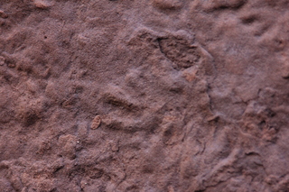 80 9cj. Zeb's dinosaur tour - footprint