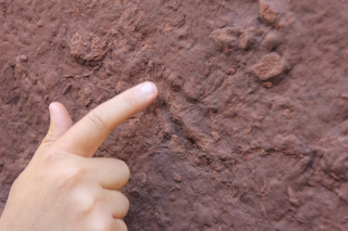 Zeb's dinosaur tour - footprint