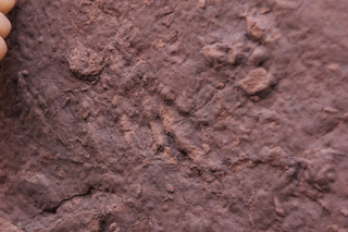 Zeb's dinosaur tour - footprint