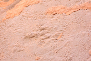 Zeb's dinosaur tour - footprint