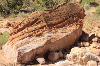 Zeb's dinosaur tour - footprint