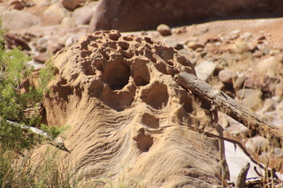 Zeb's dinosaur tour - footprints