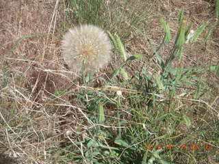 76 9ck. Lowry Pueblo Landmark - giant dandylion