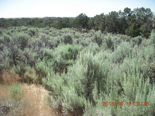 99 9ck. Lowry Pueblo Landmark area plants