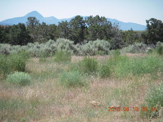 Lowry Pueblo Landmark flora