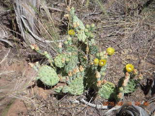 Lowry Pueblo Landmark lizard