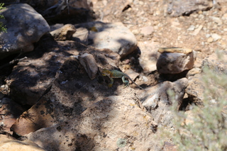 Painted Hand - lizard