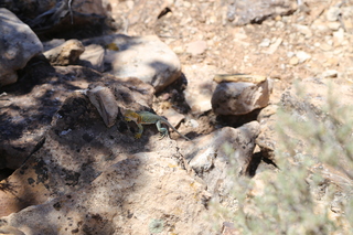 Painted Hand - lizard