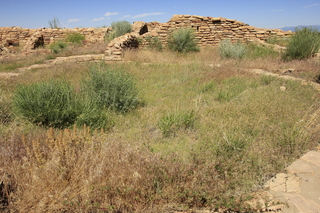 Lowry Pueblo - giant dandylion