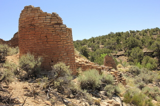 Cutthroat Castle - lizard