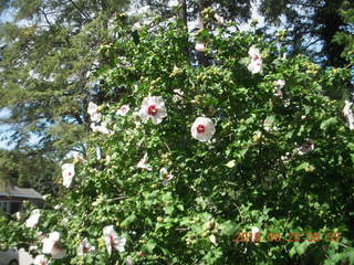 566 9fp. flowers at Betsy's place