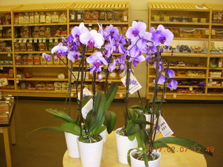 flowers at Sprouts