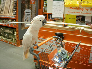 cool cockatoo shopping at The Home Depot