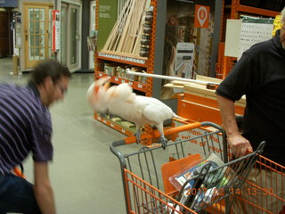 cool cockatoo shopping at The Home Depot