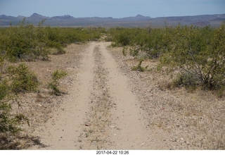 Alamo Lake - Wayside