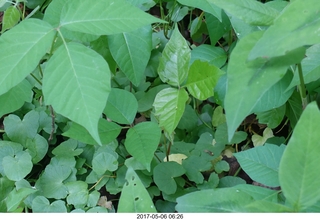 Pennypack Park run - poison ivy