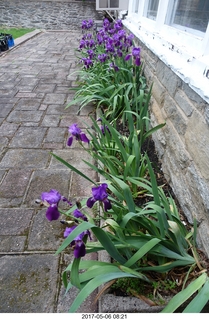 Betsy's irises