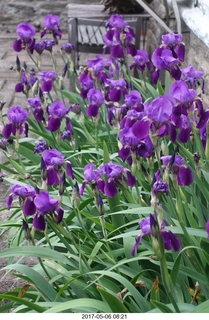 593 9p6. Betsy's irises