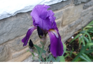 594 9p6. Betsy's iris