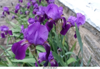 595 9p6. Betsy's irises