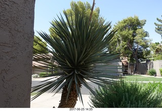 neighbor's desert tree that attacked Ricky