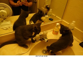 my cats Devin and Jane - four cats with the mirror