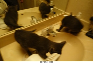 my cats Devin and Jane - four cats with the mirror