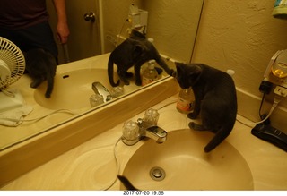 my cats Devin and Jane - four cats with the mirror